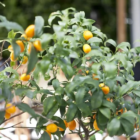 Cala Bona Y Mar Blava Ciutadella (Menorca)