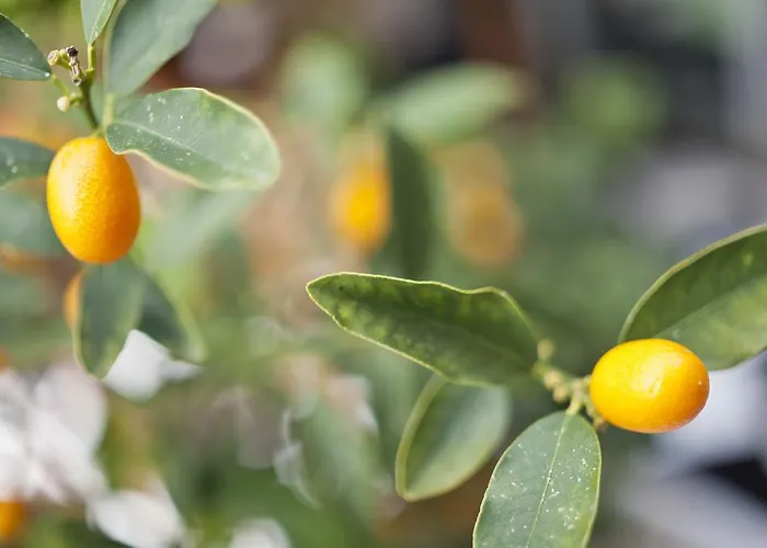 Cala Bona Y Mar Blava