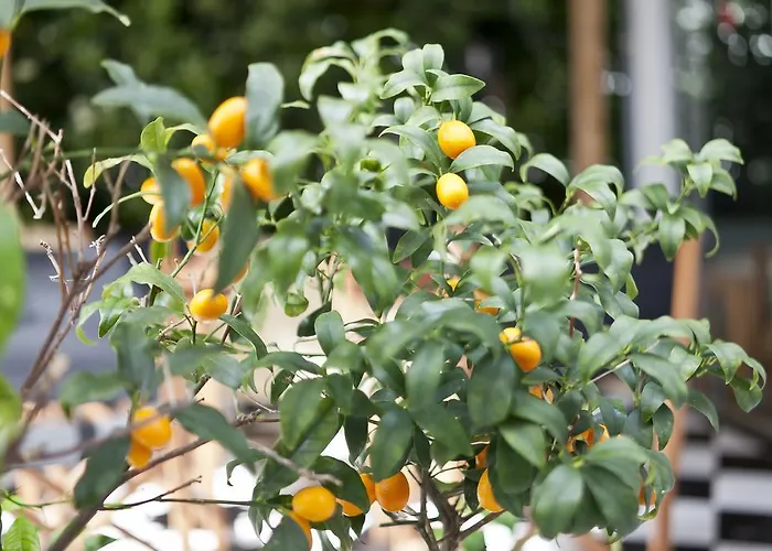 Cala Bona Y Mar Blava 시우타데야