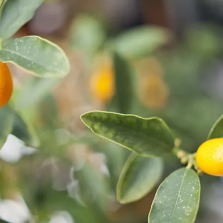 Cala Bona Y Mar Blava